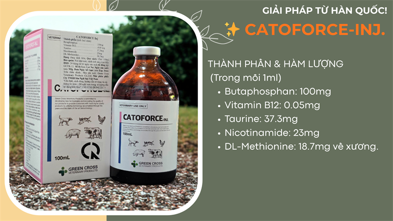 SISTAR CATOFORCE 100ml - Ảnh 3