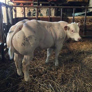 Alternative view of BBB NEWTON DE FONTENA - BE 51552257- 92 Pionts