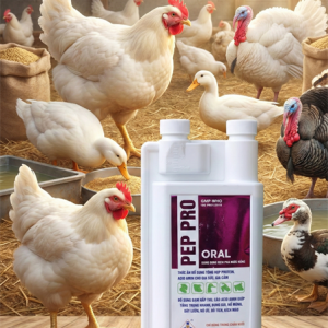 SAGOPHAR PEP PRO 1 Lít Oral - Protein, Đạm, Acid Amin, Tăng trọng giai đoạn cuối