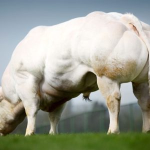 BBB Belvedere BE664247069 màu trắng - 88 Point