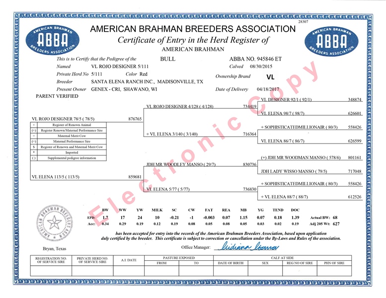 Red Brahman Rojo - 001RR00101 - Mỹ - Trắng To - Ảnh 3