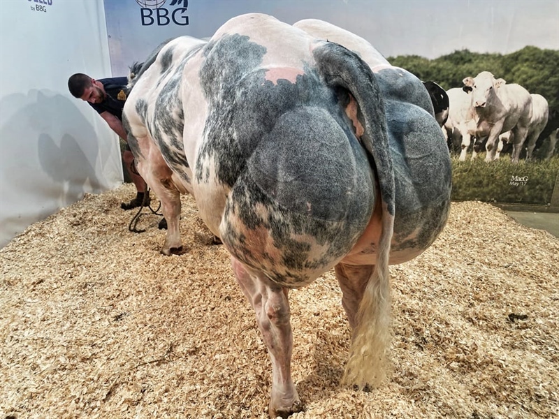 BBB Ederson BE667669421 màu vàng - 89 Point - Ảnh 2