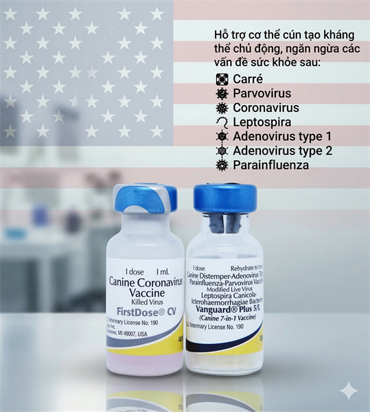 VACCINE ZOETIS VANGUARD PLUS 5 CVL- 7 bệnh chó