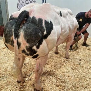 BBB Ederson BE667669421 màu vàng - 89 Point