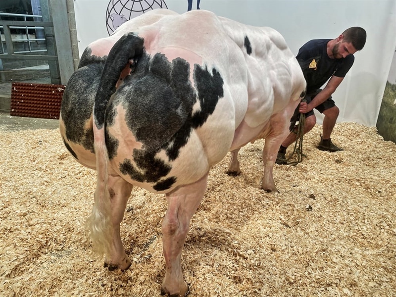 BBB Ederson BE667669421 màu vàng - 89 Point