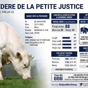 Alternative view of BBB BELVEDERE BE664247069 - màu trắng - 88 Point