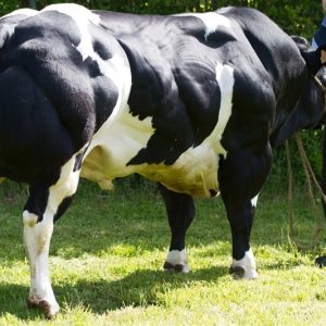 BBB MORITO BE 910863997 - 89 Point