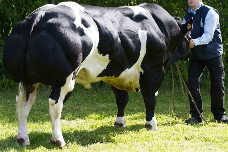 BBB MORITO BE 910863997 - 89 Point