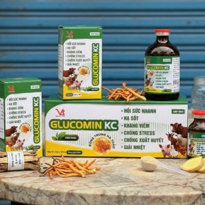 VB Gluco kc (Đông Trùng Thảo Dược) - Lọ