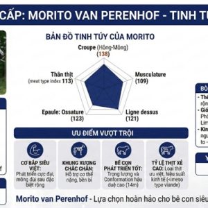 Alternative view of BBB MORITO BE 910863997 - 89 Point