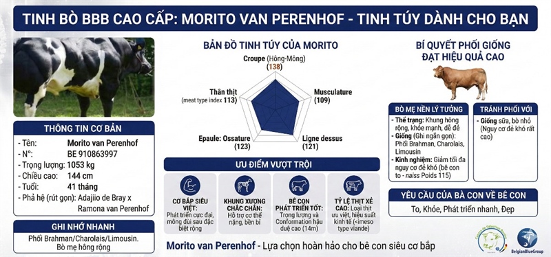 BBB MORITO BE 910863997 - 89 Point - Ảnh 2