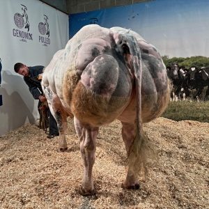 BBB GULIVER - BE 221054980237 - 90 Point