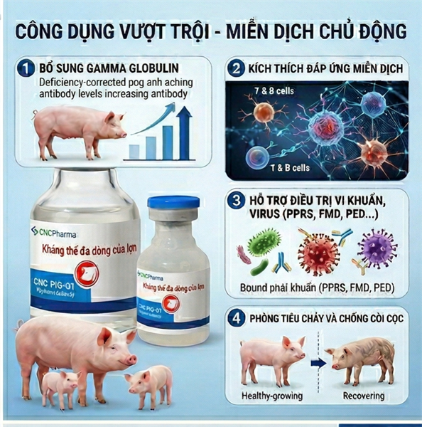 Kháng thể đa dòng Gamma globulin - CNC PIG 01 - 15ml - Lọ - Ảnh 3