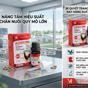 VB Power one 10ml - Tăng lực, Tăng sức bền, nhanh nhẹn, phạn xạ nhanh, đỏ tích, kích mào, vàng chân. mã đẹp - Hộp