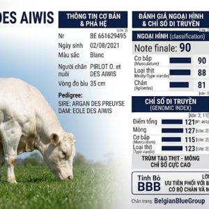 Alternative view of BBB GULIVER - BE 221054980237 - 90 Point