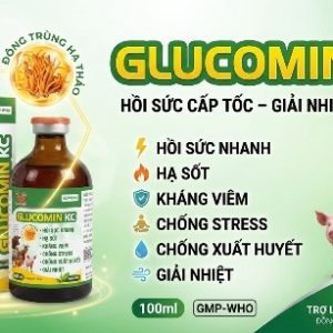 Alternative view of VB Gluco kc (Đông Trùng Thảo Dược) - Lọ