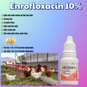 Á Châu Enrofloxacin 10% ORAL 10ml - Chướng diều, khô chân, sã cánh - Hộp 10 lọ