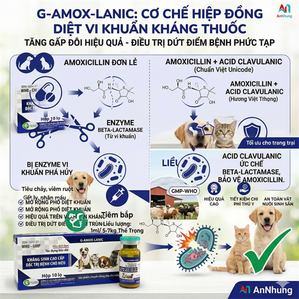 Goovet G-Amox Lanic - Kháng sinh chó mèo cao cấp 10ml - lọ - Ảnh 3