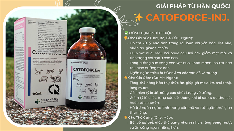 SISTAR CATOFORCE 100ml - chai - Ảnh 5