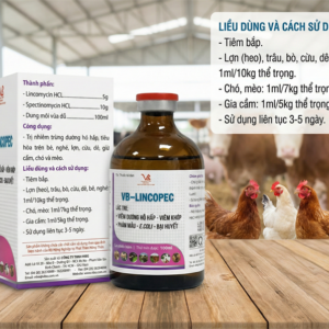 Alternative view of VB LINCOPEC - Lọ 100ml