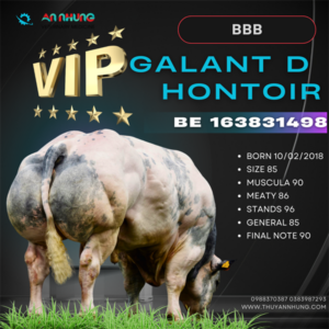 Alternative view of BBB GALANT - BE 163831498 - 90Point - Liều