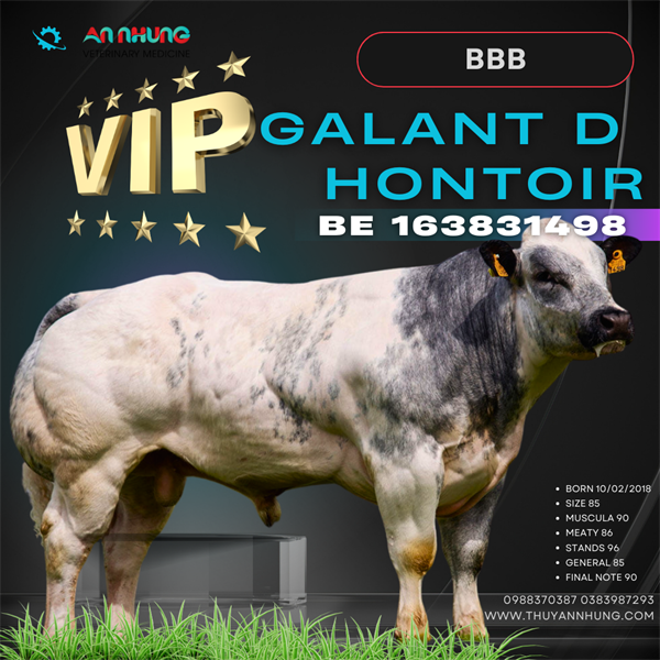 BBB GALANT - BE 163831498 - 90Point - Liều - Ảnh 3