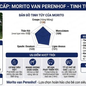 Alternative view of BBB MORITO BE 910863997 - 89 Point