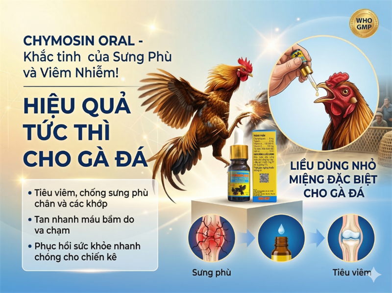 Drich Chymosin Oral (gà đá) 10ml - TIÊU VIÊM, CHỐNG PHÙ NỀ, TAN MÁU BẦM - Lọ (lốc 12) - Ảnh 5