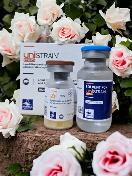 Vaccine Hipra Unistrain PRRS -Tai xanh 10 Liều - Lọ - Ảnh 3