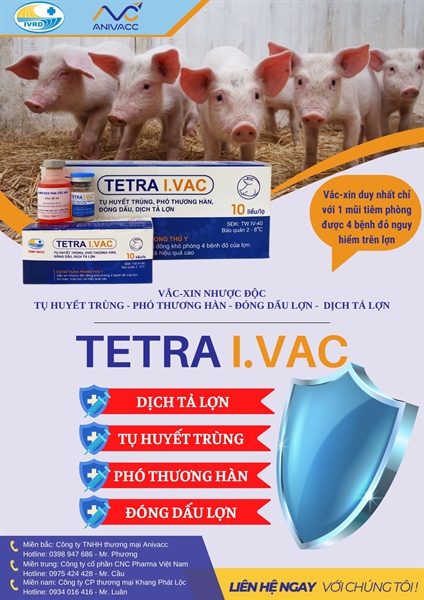 Vaccine Tứ Liên - Tetra I.Vac 10 Liều - Lọ - Ảnh 4