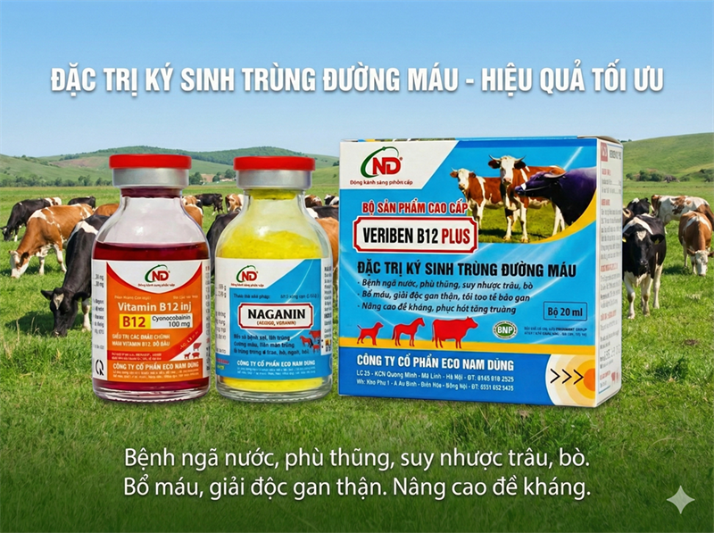 ND Veriben B12 Plus 20ml - hộp - Ảnh 2