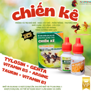 VB CHIẾN KÊ - TYLAN ORAL (Gentatylo + Glukan) -🔥 Hỗ Trợ Hô Hấp, Tiêu Hóa, Tăng Lực, Tăng Đề Kháng Cho Chiến Kê🔥 - Bộ