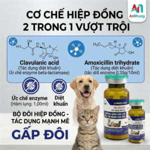 Goovet G-Amox Lanic - Kháng sinh chó mèo cao cấp 10ml - lọ