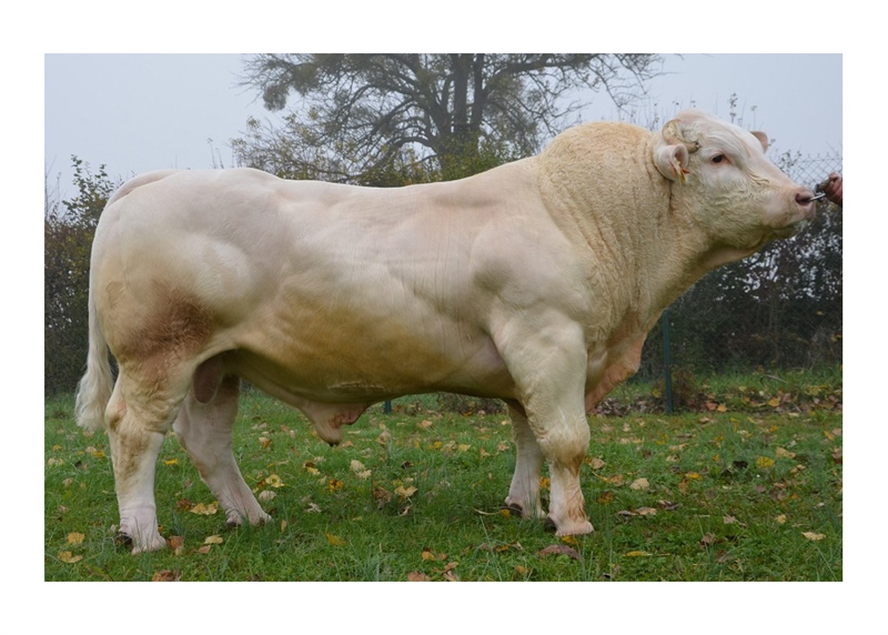 Charolais Floor - Kem Pháp - Trắng - liều