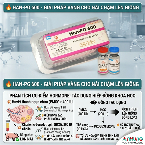 Hanvet PG600 1 LIỀU - Ảnh 3