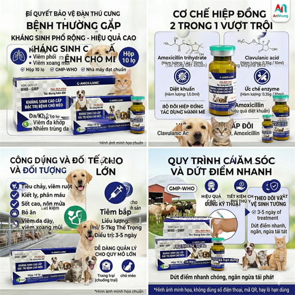Goovet G-Amox Lanic - Kháng sinh chó mèo cao cấp 10ml - lọ - Ảnh 4