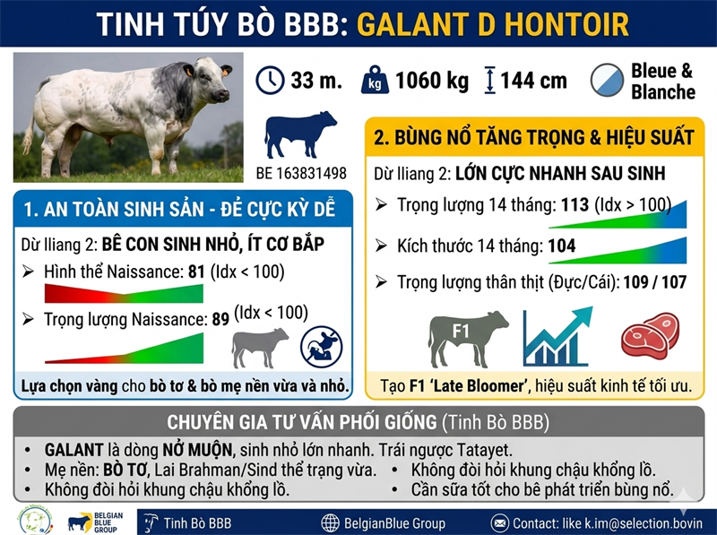 BBB GALANT - BE 163831498 - 90Point - Liều - Ảnh 4
