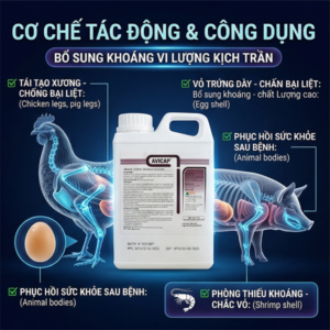 AGRI AVICAP 1 Lít - Calci Chống bại liệt, vỏ trứng dày - Can 1 lít