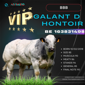 BBB GALANT - BE 163831498 - 90Point - Liều