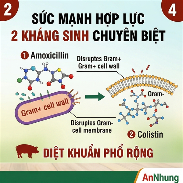LIKE T. AMO COLI 1kg - AMOX 20% - Gói 10in1 - Ảnh 3