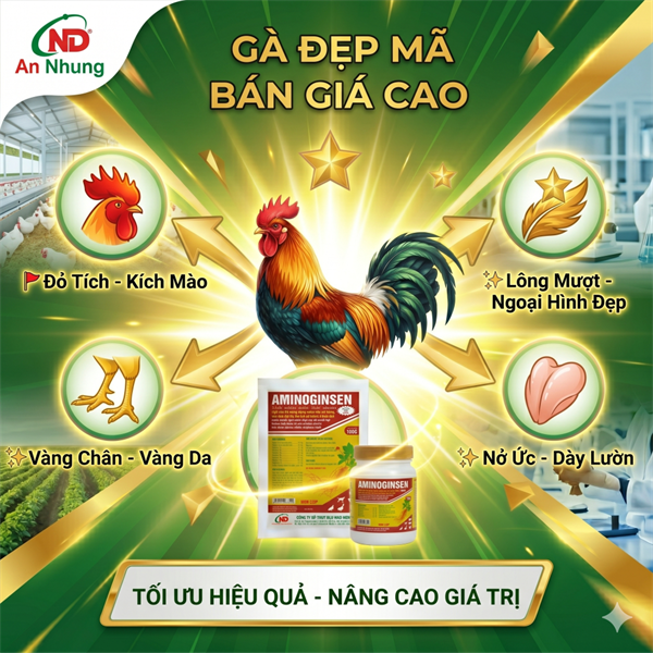 ND Cốm Nhân Sâm AMINOGINSEN (1Kg) - Hỗ Trợ Vỗ Béo, Nở Ức, Dày Lườn, Đẹp Mã Cho Gia Súc Gia Cầm - Lon 5in1 - Ảnh 4