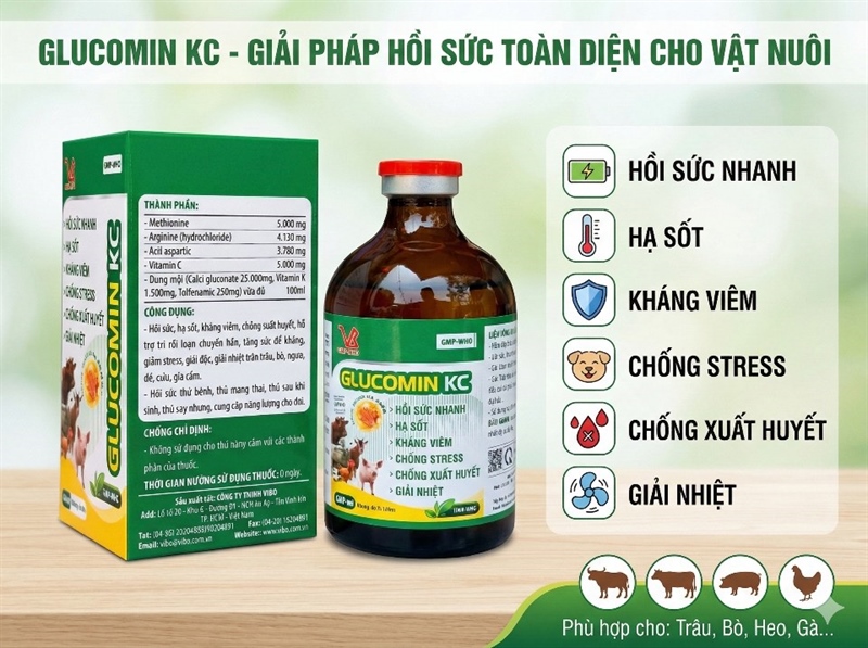 VB Gluco kc (Đông Trùng Thảo Dược) - Lọ - Ảnh 3