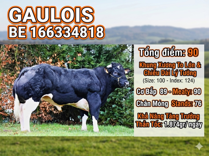 BBB Gaulois BE166334818 90 point - Ảnh 4