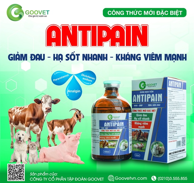 GOOVET ANTIPAIN 100ml - Hạ sốt, giảm đau, kháng viêm (3in1: Analgil, Paracetamol và Diclofenac) - Chai 100 ml - Ảnh 5