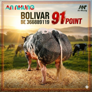 BBB BOLIVAR DE LA LANGHERODE - BE 366889119 - 91 Point - liều