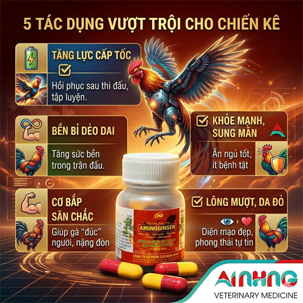 ND AMINOGINSEN - Viên Nang Tăng Lực Gà Đá - Sung Mãn, Bền Sức, Đỏ Tích, Đẹp Lông - (Hũ 15 Viên) - Hũ 15 viên - Ảnh 4