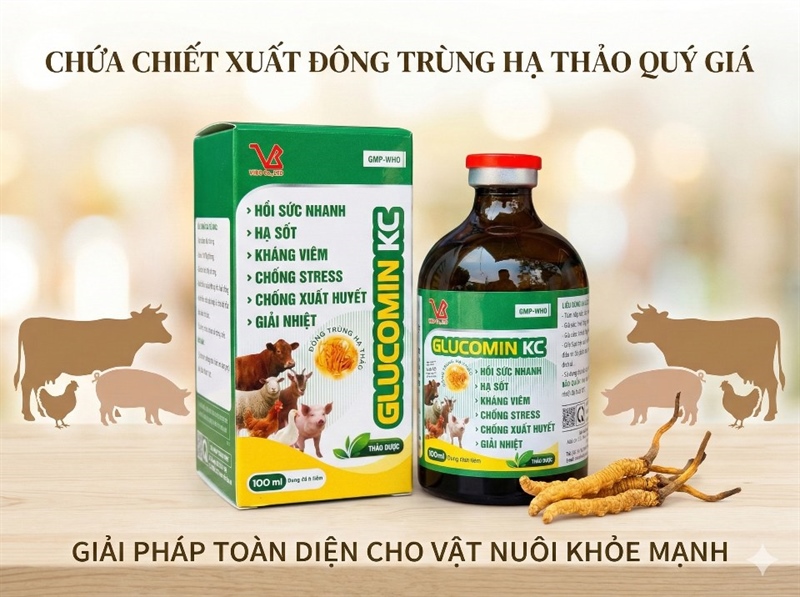 VB Gluco kc (Đông Trùng Thảo Dược) - Lọ - Ảnh 4
