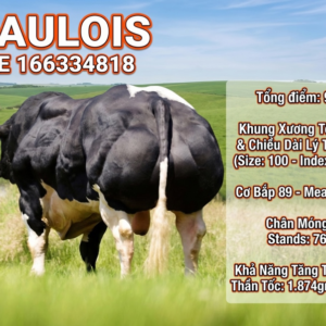 BBB Gaulois BE166334818 90 point