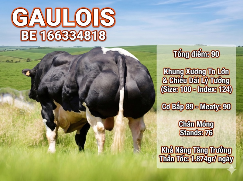 BBB Gaulois BE166334818 90 point