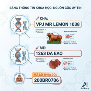 Alternative view of Red Brahman - ECLIPSE EAO - 200BR0706 - Brazil - Cọng